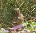 /album/photogallery/double-spurred-francolin-jpg/